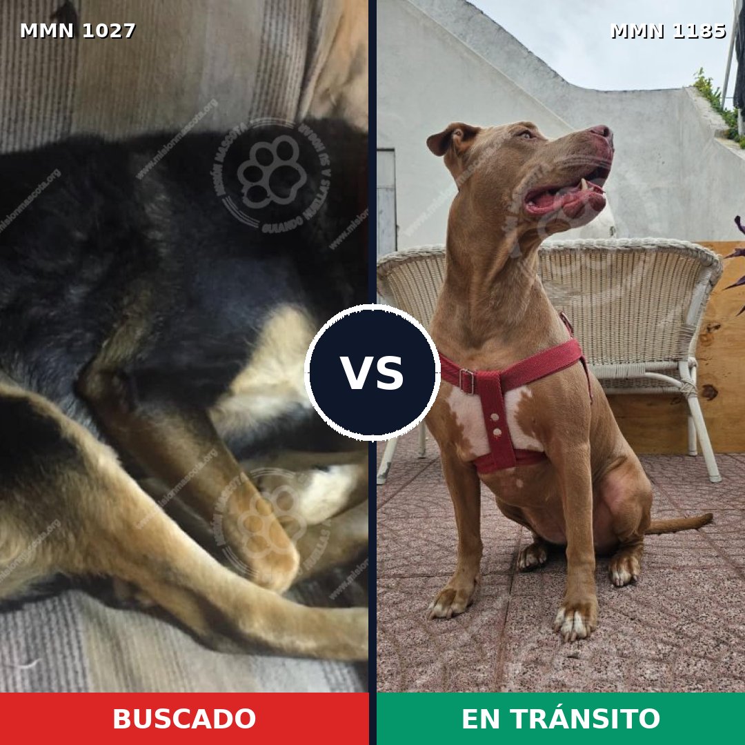 Comparativa MMS 24113: mascota perdida y mascota encontrada, 39% de similitud