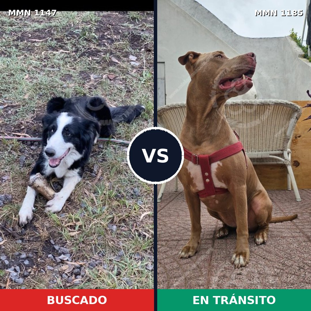 Comparativa MMS 24114: mascota perdida y mascota encontrada, 47% de similitud