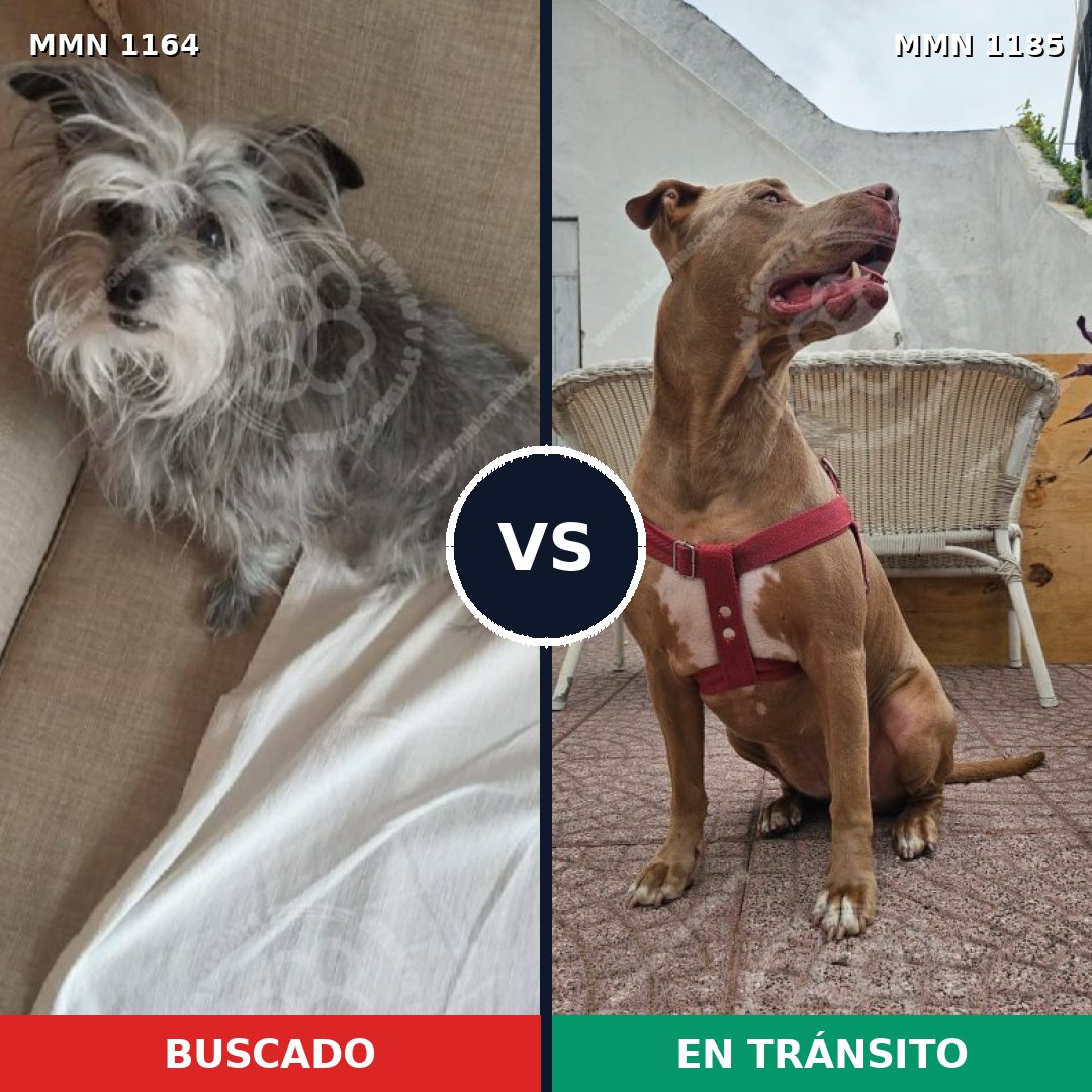 Comparativa MMS 24116: mascota perdida y mascota encontrada, 36% de similitud