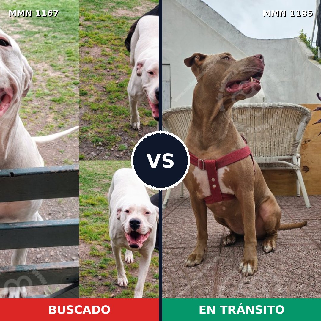 Comparativa MMS 24118: mascota perdida y mascota encontrada, 48% de similitud