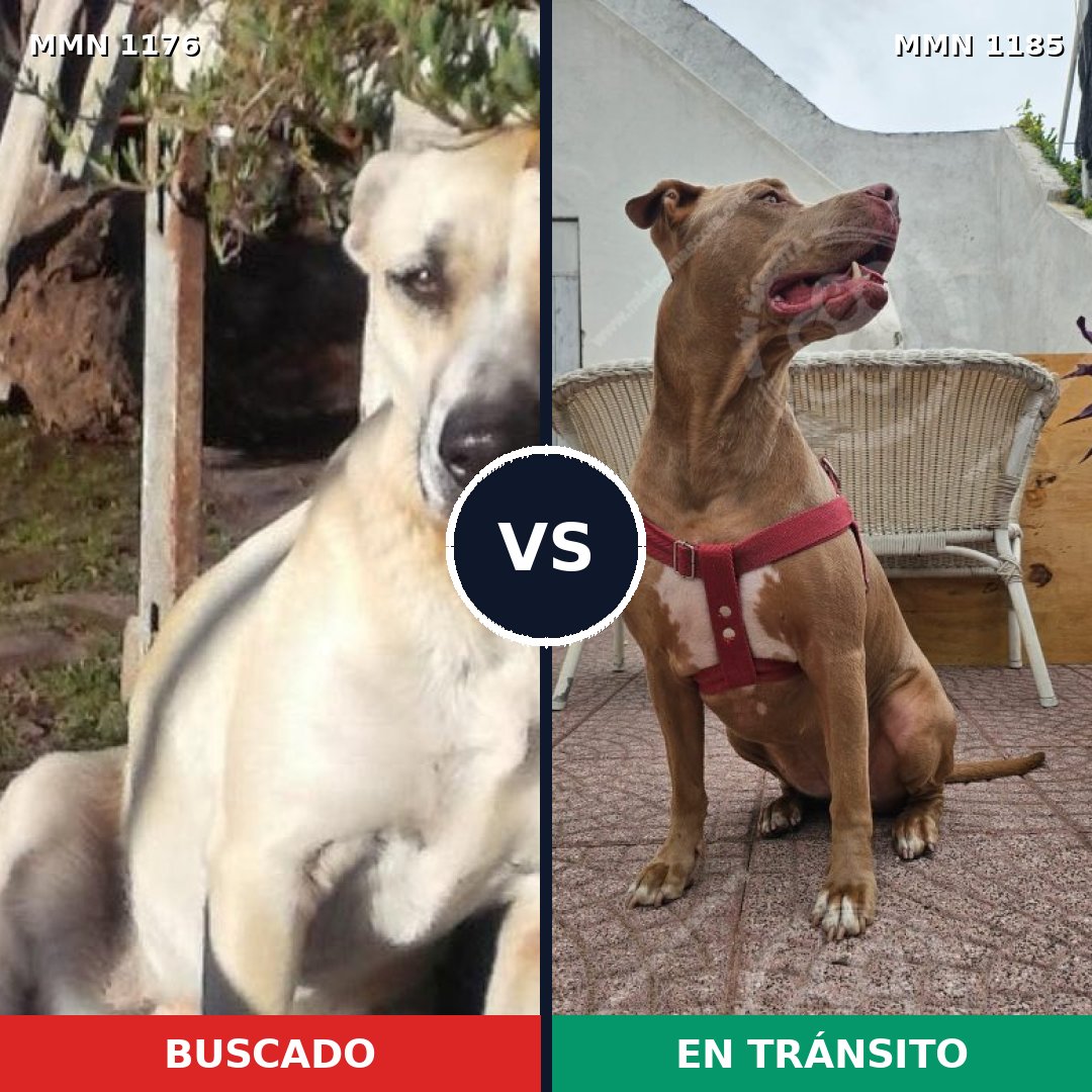 Comparativa MMS 24119: mascota perdida y mascota encontrada, 33% de similitud
