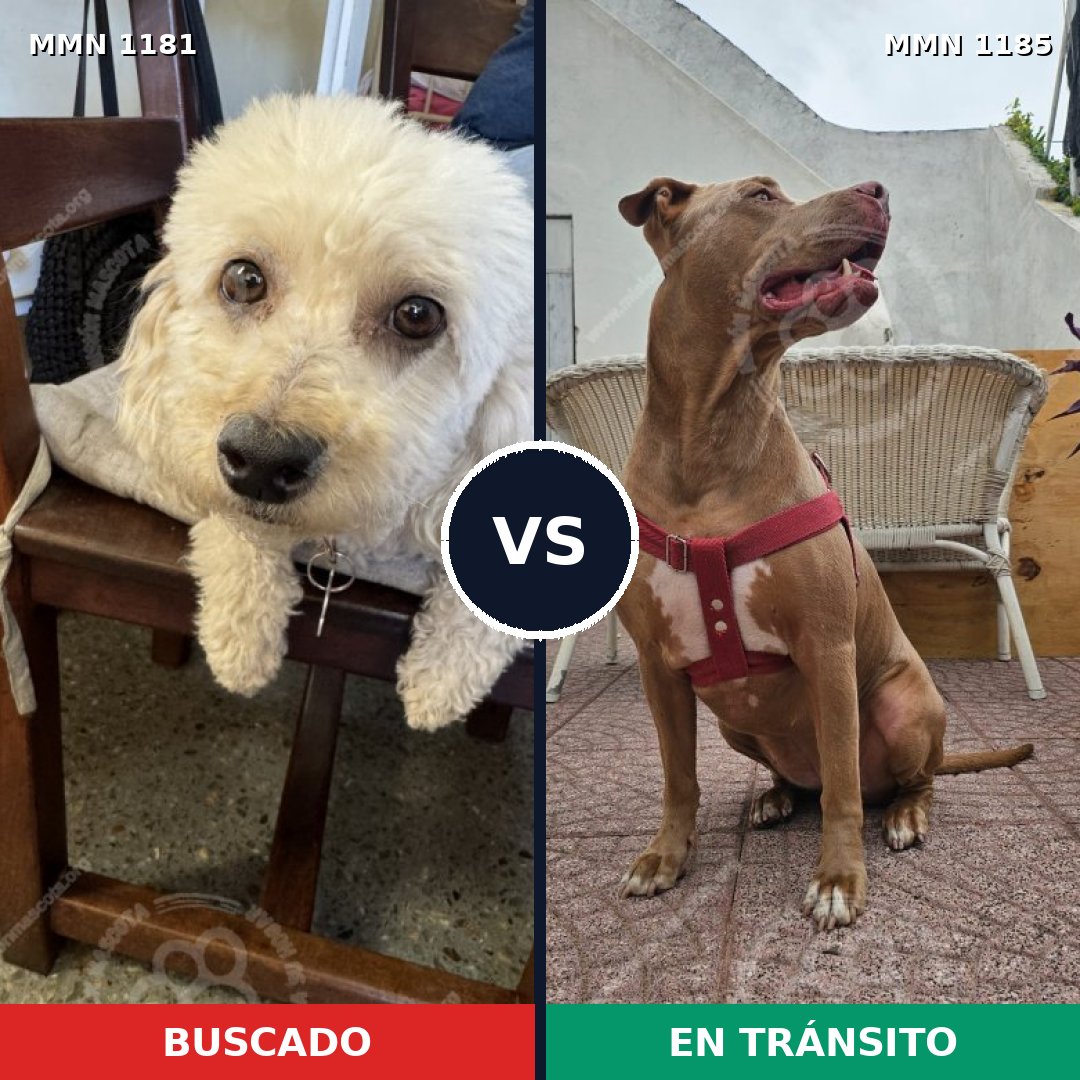 Comparativa MMS 24120: mascota perdida y mascota encontrada, 25% de similitud