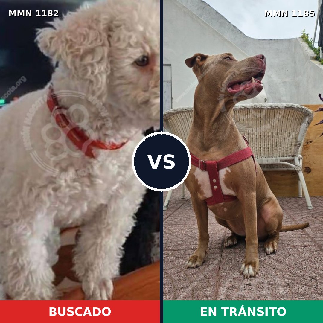 Comparativa MMS 24121: mascota perdida y mascota encontrada, 25% de similitud