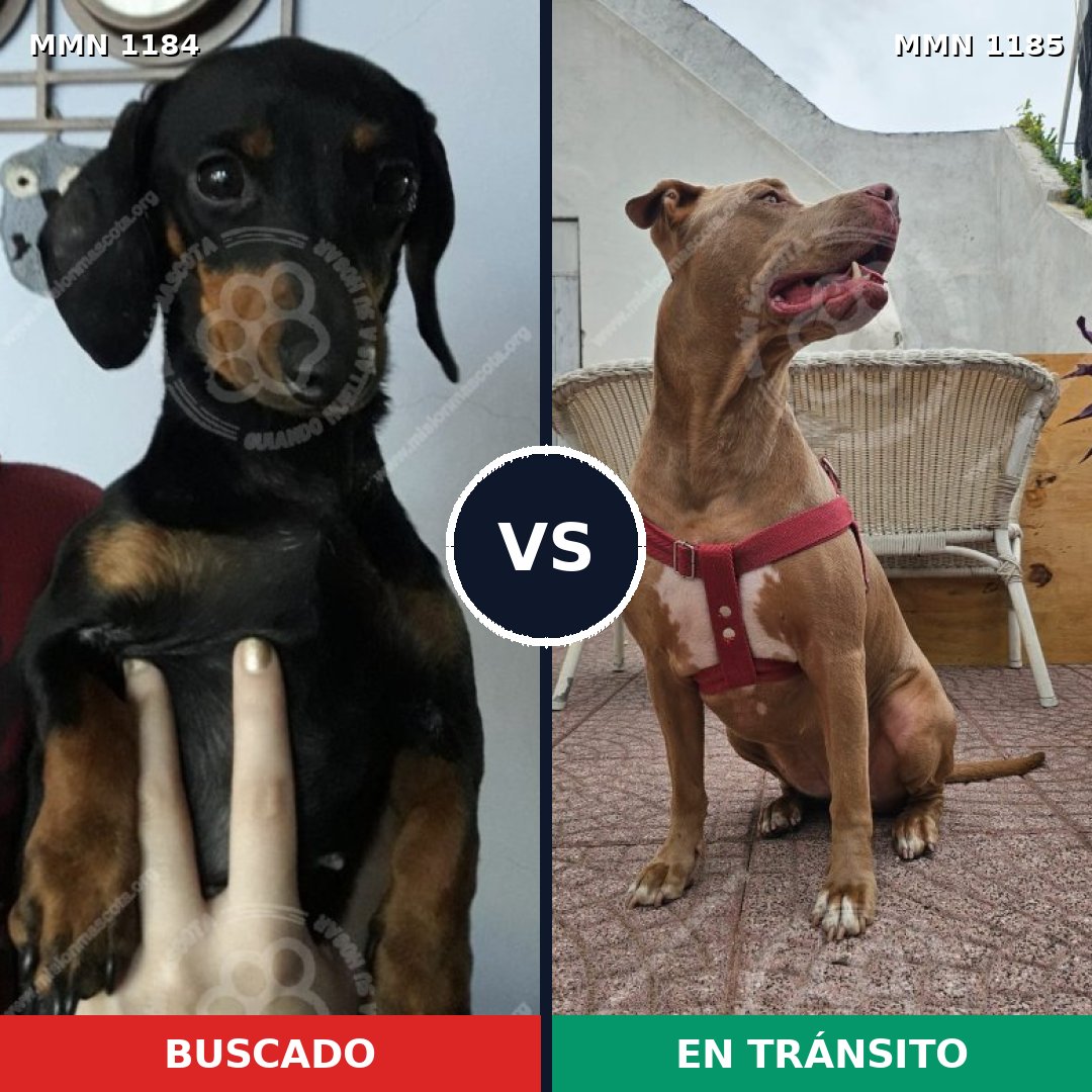 Comparativa MMS 24122: mascota perdida y mascota encontrada, 21% de similitud