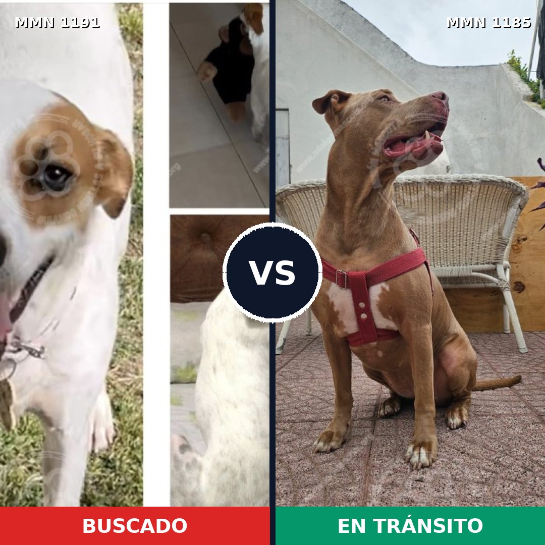 Comparativa MMS 24124: mascota perdida y mascota encontrada, 40% de similitud