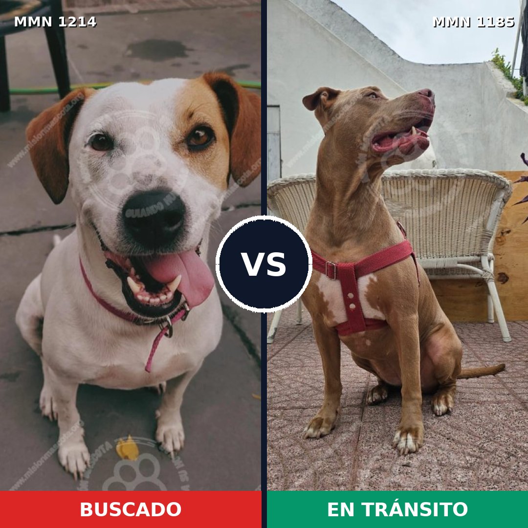 Comparativa MMS 24125: mascota perdida y mascota encontrada, 45% de similitud