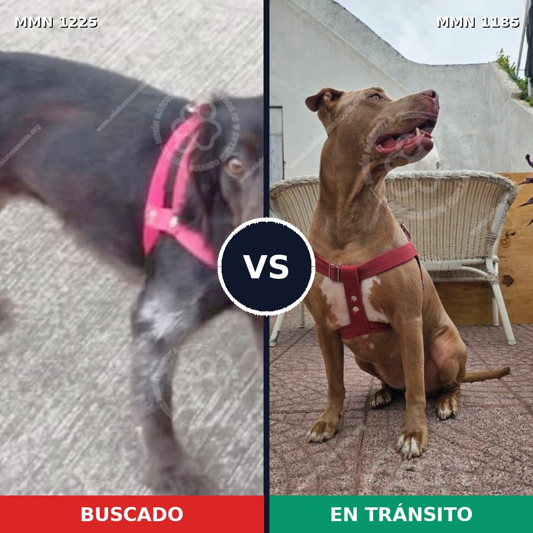 Comparativa MMS 24126: mascota perdida y mascota encontrada, 27% de similitud