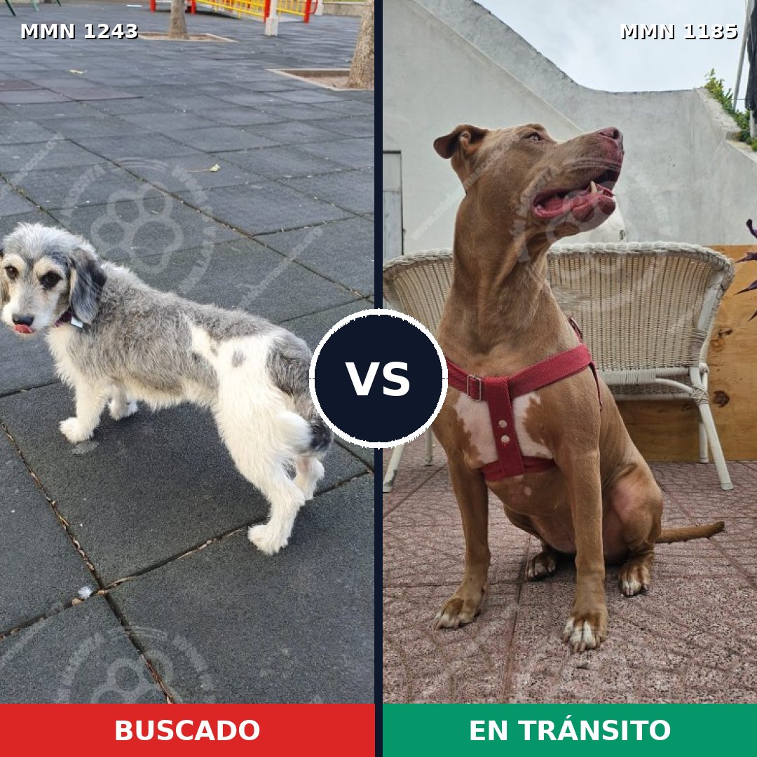 Comparativa MMS 24127: mascota perdida y mascota encontrada, 32% de similitud