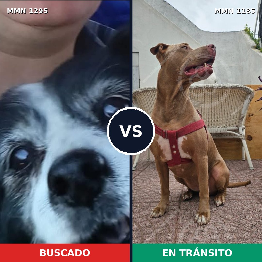 Comparativa MMS 24128: mascota perdida y mascota encontrada, 32% de similitud