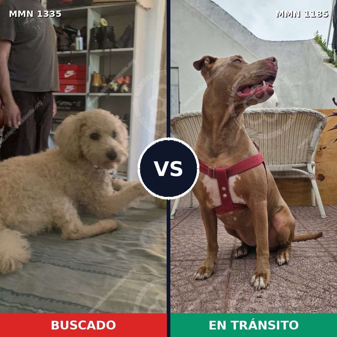 Comparativa MMS 24129: mascota perdida y mascota encontrada, 27% de similitud