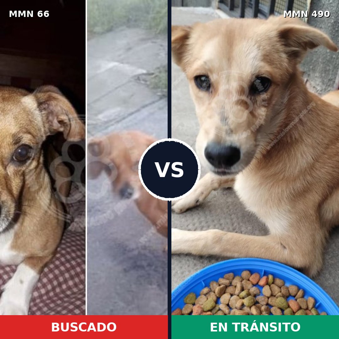 Comparativa MMS 2413: mascota perdida y mascota encontrada, 11% de similitud