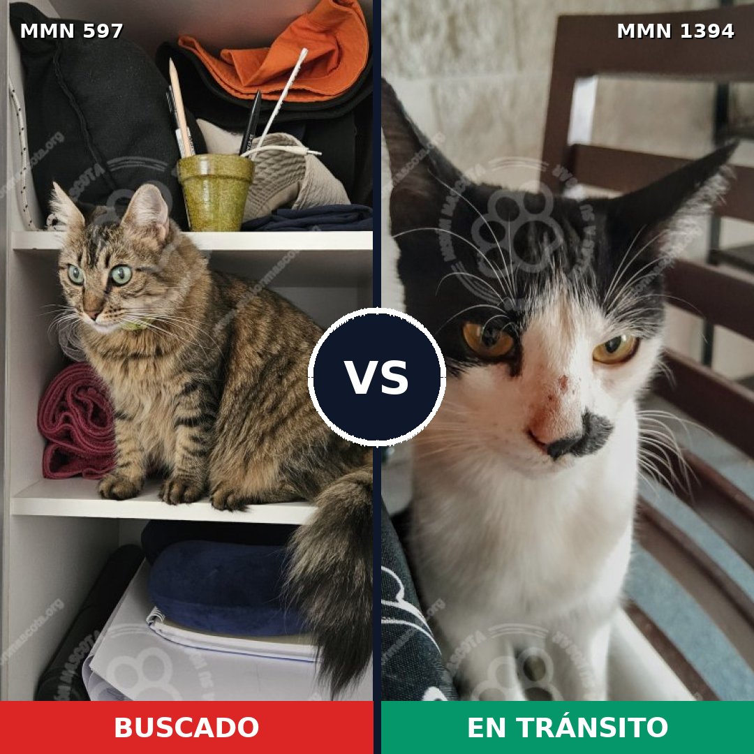 Comparativa MMS 24132: mascota perdida y mascota encontrada, 27% de similitud