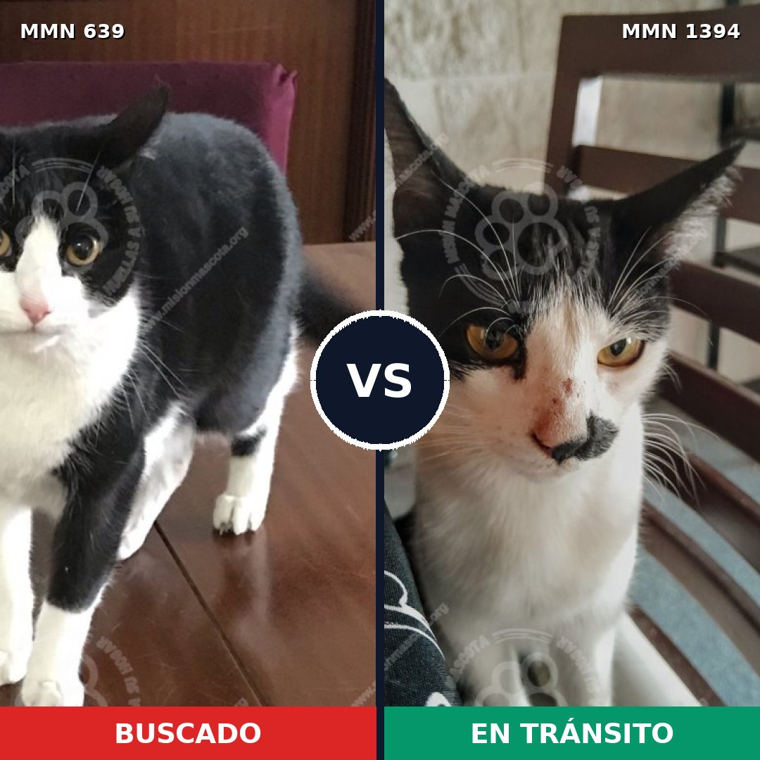 Comparativa MMS 24134: mascota perdida y mascota encontrada, 44% de similitud