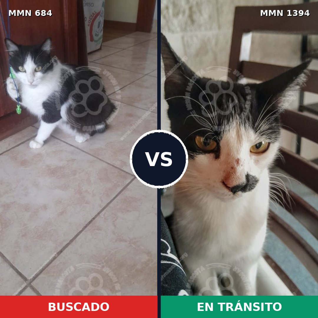 Comparativa MMS 24135: mascota perdida y mascota encontrada, 35% de similitud