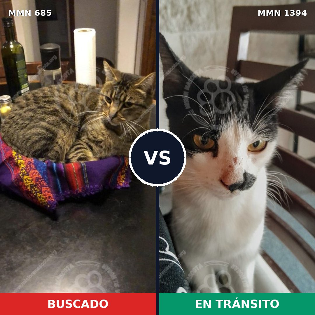 Comparativa MMS 24136: mascota perdida y mascota encontrada, 39% de similitud