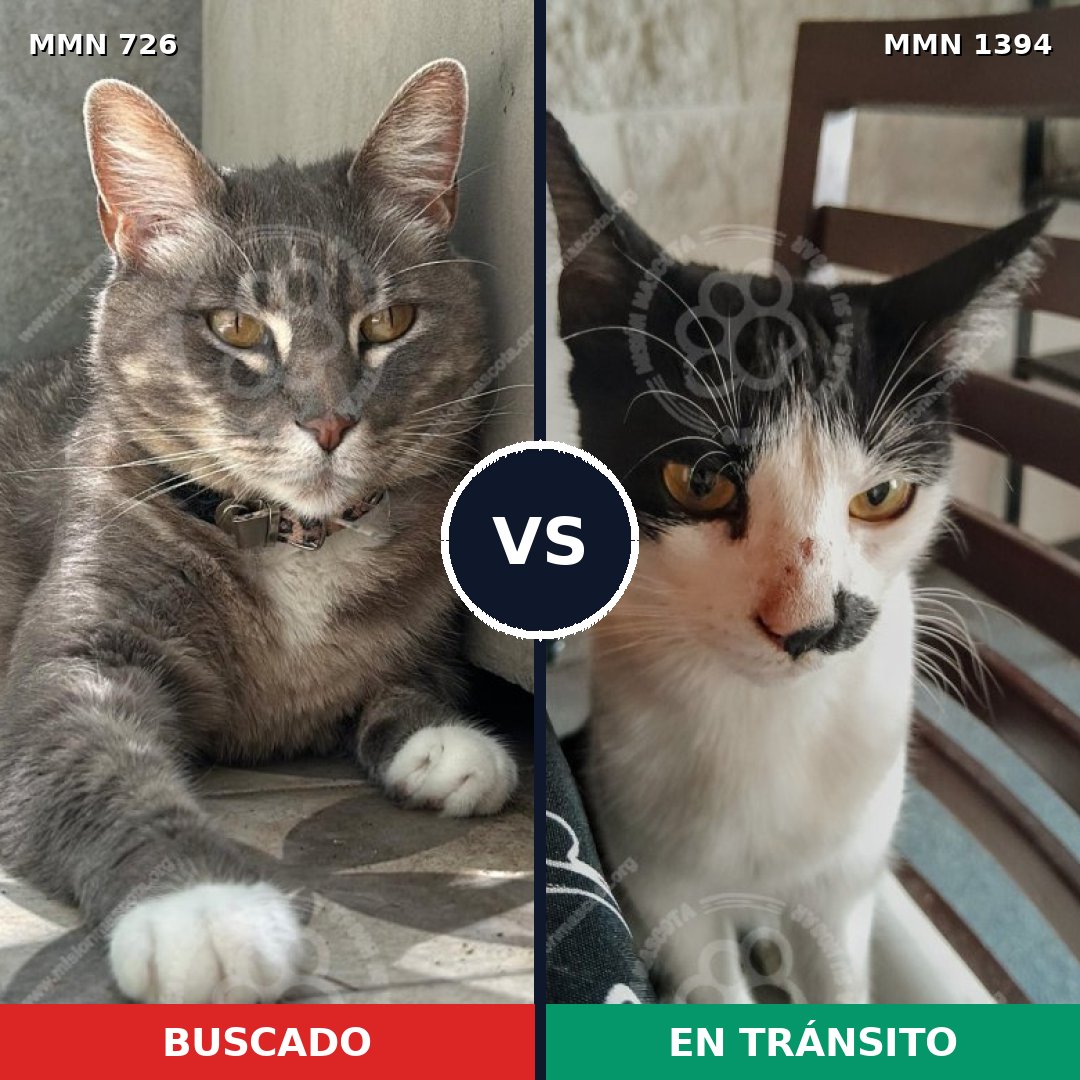 Comparativa MMS 24137: mascota perdida y mascota encontrada, 34% de similitud