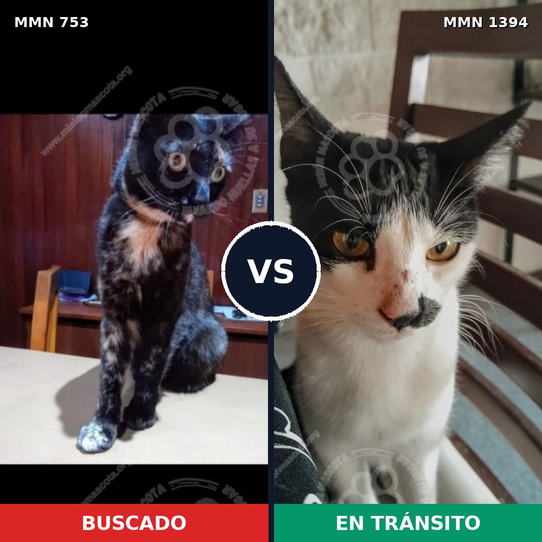 Comparativa MMS 24138: mascota perdida y mascota encontrada, 43% de similitud