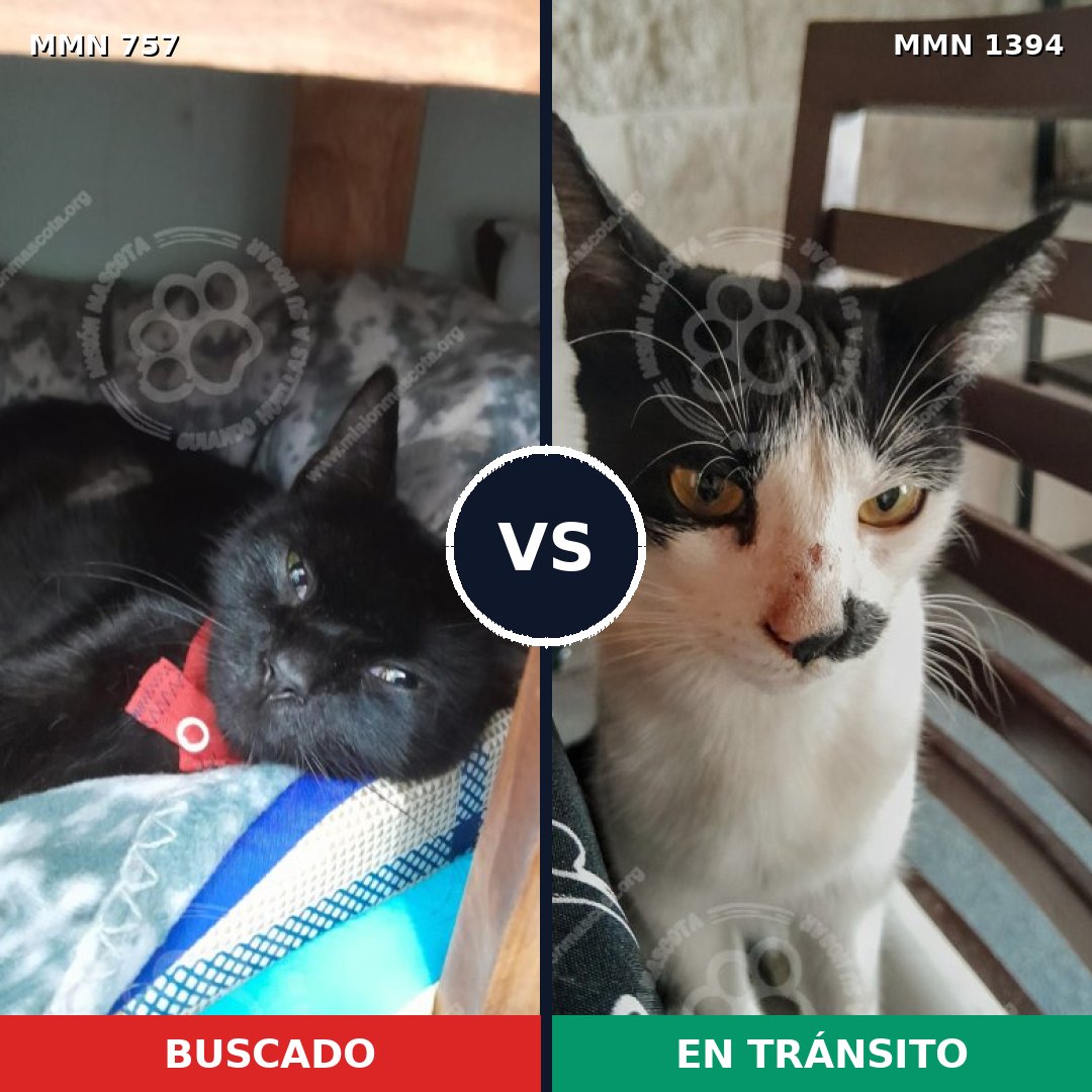 Comparativa MMS 24139: mascota perdida y mascota encontrada, 27% de similitud