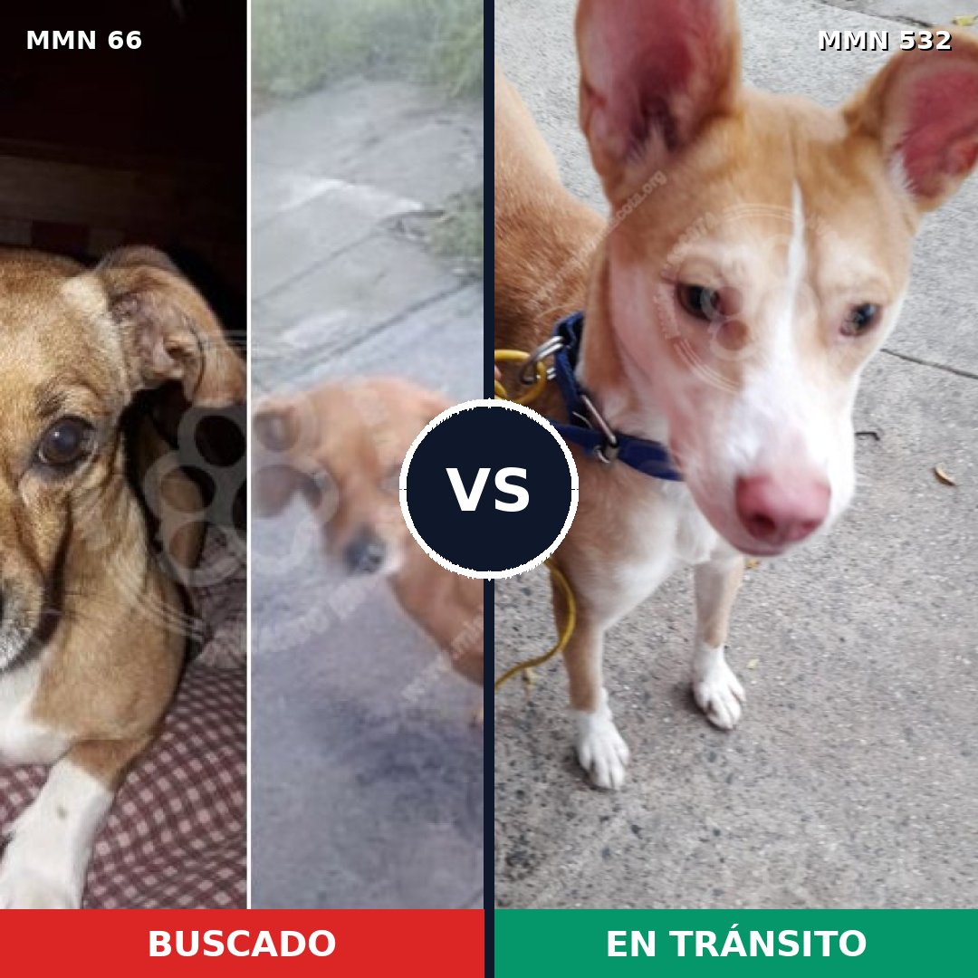 Comparativa MMS 2414: mascota perdida y mascota encontrada, 25% de similitud