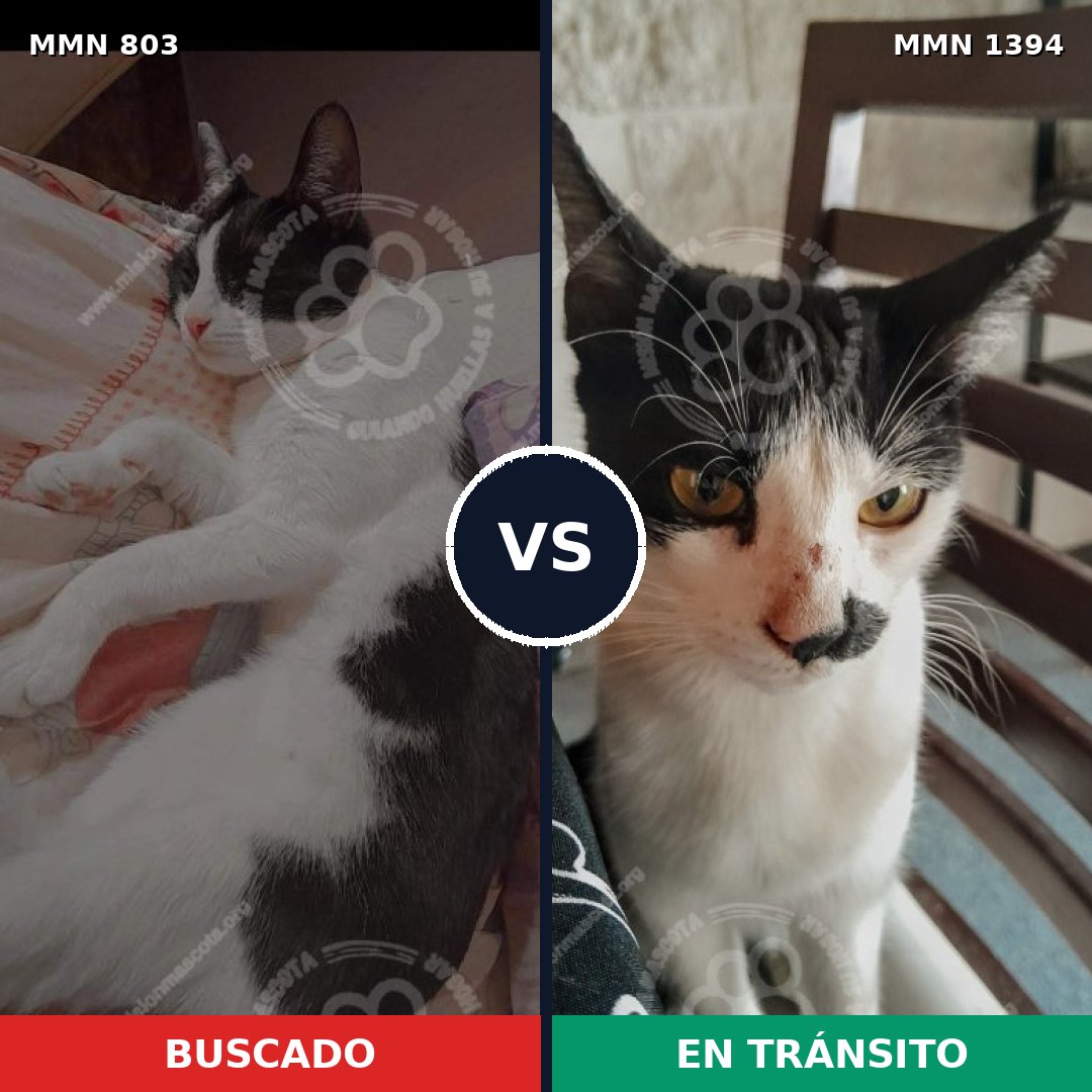Comparativa MMS 24140: mascota perdida y mascota encontrada, 45% de similitud