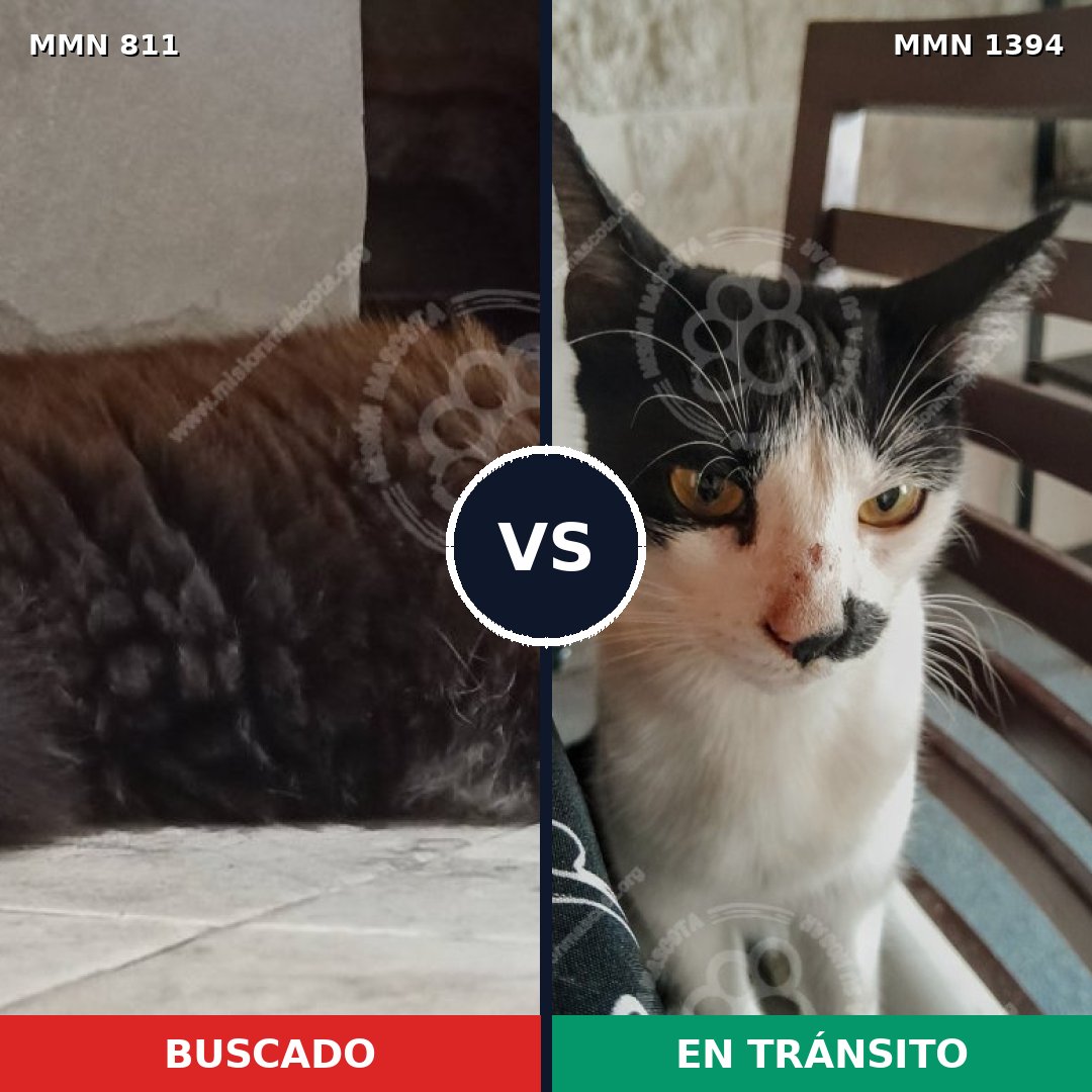 Comparativa MMS 24141: mascota perdida y mascota encontrada, 41% de similitud