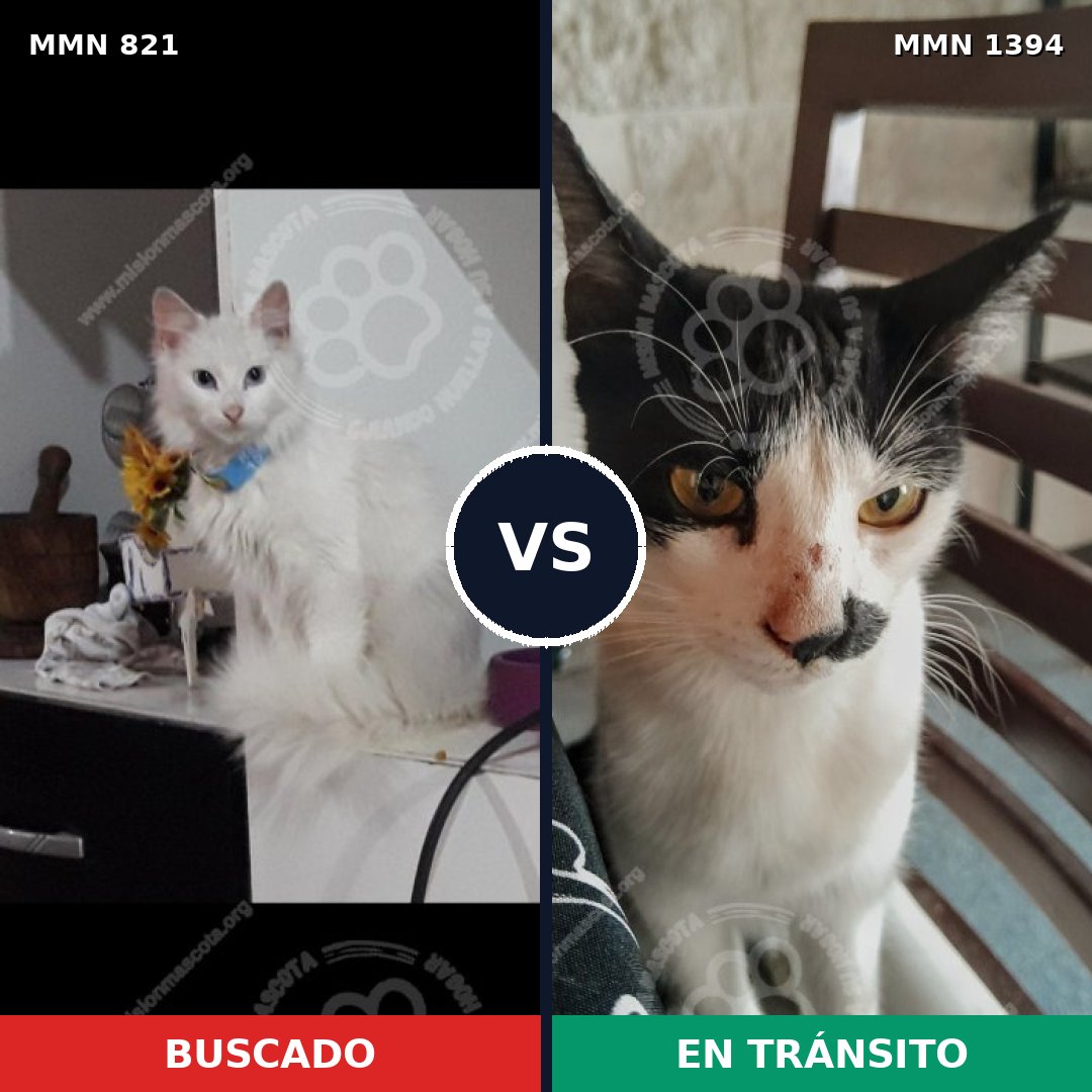 Comparativa MMS 24142: mascota perdida y mascota encontrada, 32% de similitud