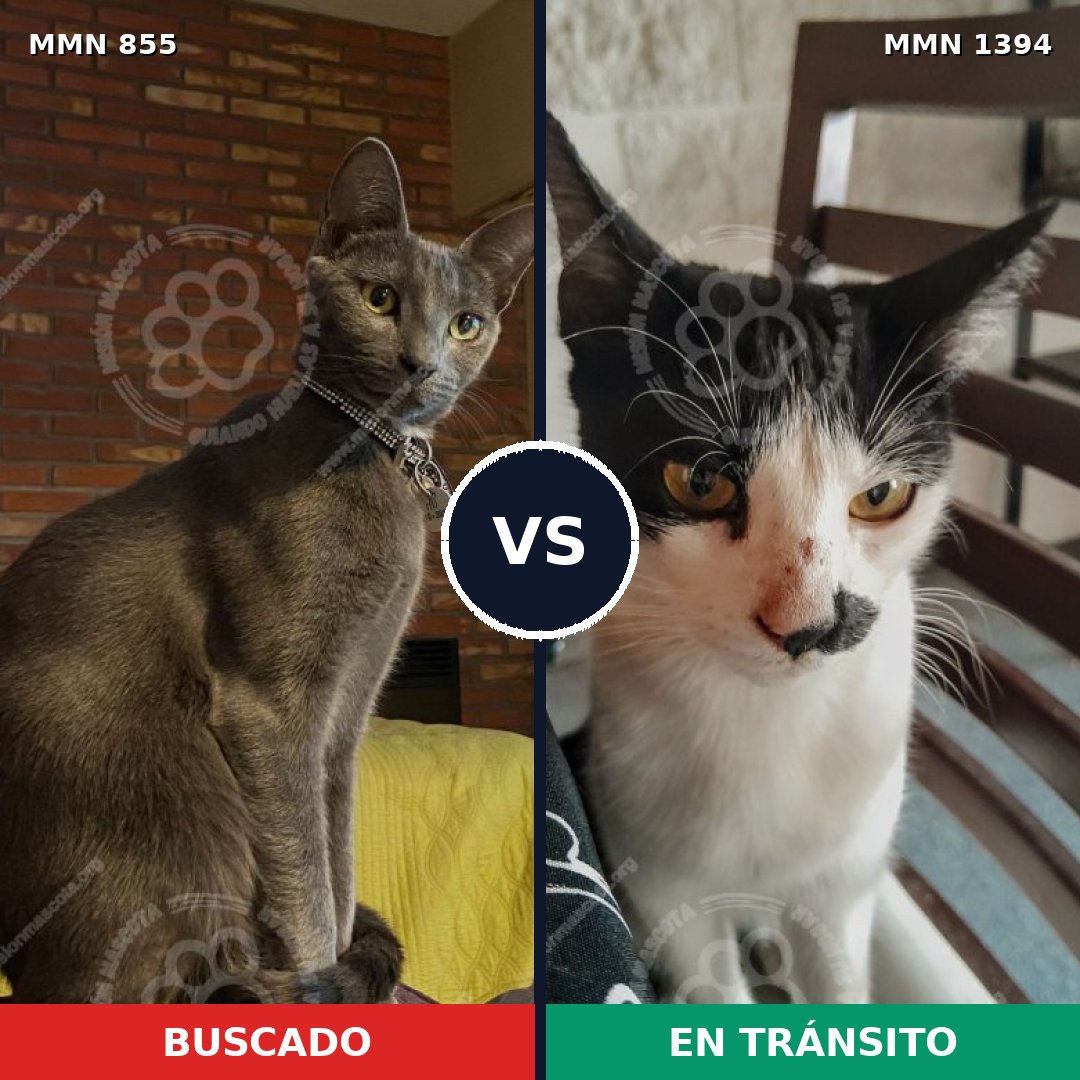 Comparativa MMS 24143: mascota perdida y mascota encontrada, 38% de similitud