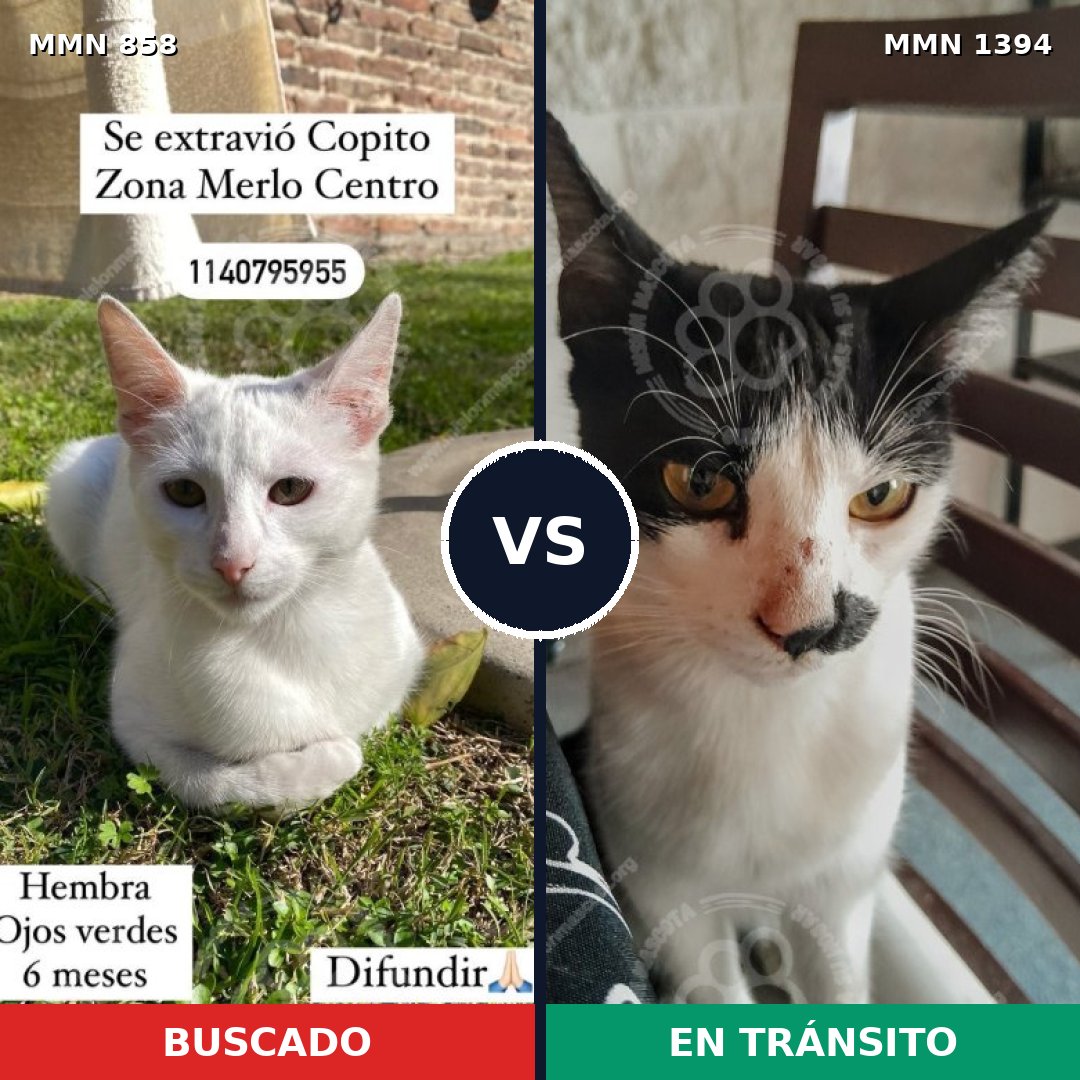 Comparativa MMS 24144: mascota perdida y mascota encontrada, 33% de similitud