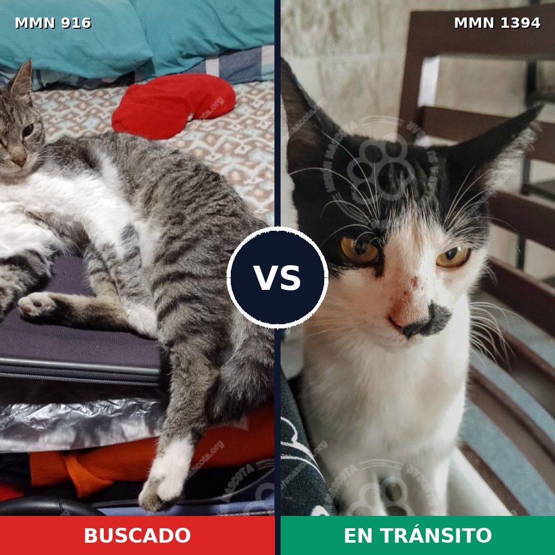 Comparativa MMS 24145: mascota perdida y mascota encontrada, 46% de similitud