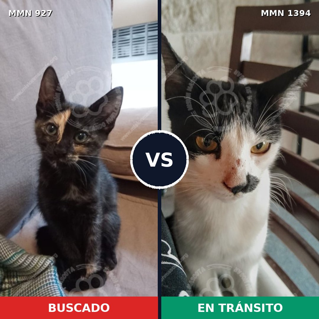 Comparativa MMS 24146: mascota perdida y mascota encontrada, 39% de similitud