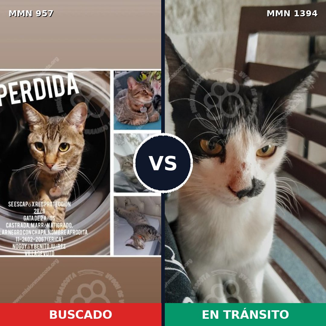 Comparativa MMS 24147: mascota perdida y mascota encontrada, 36% de similitud