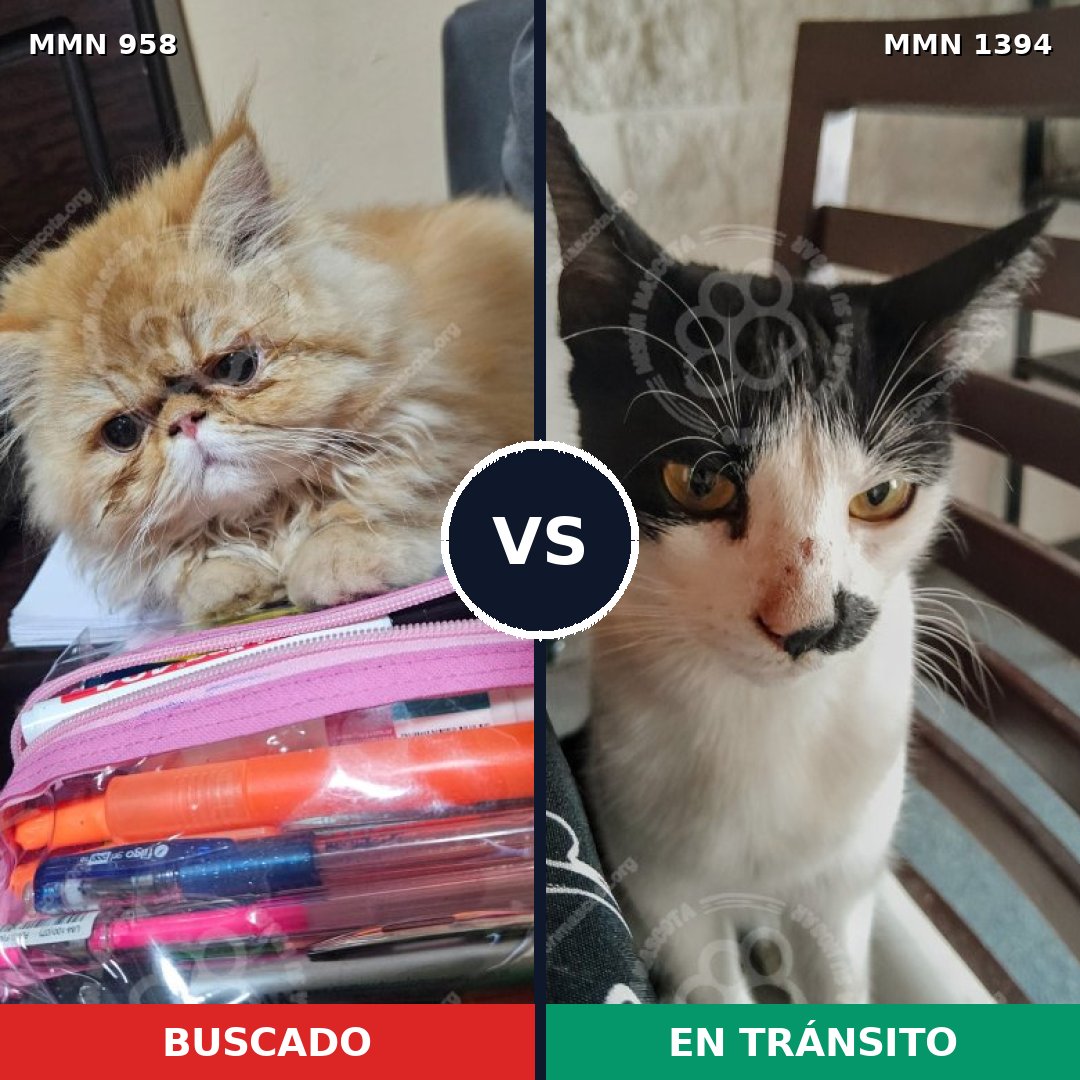 Comparativa MMS 24148: mascota perdida y mascota encontrada, 28% de similitud