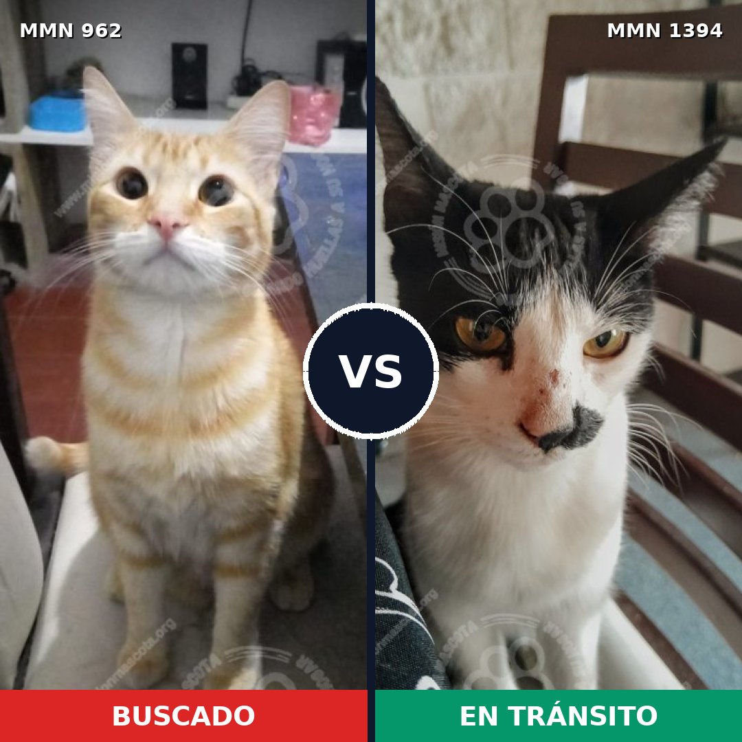 Comparativa MMS 24149: mascota perdida y mascota encontrada, 53% de similitud