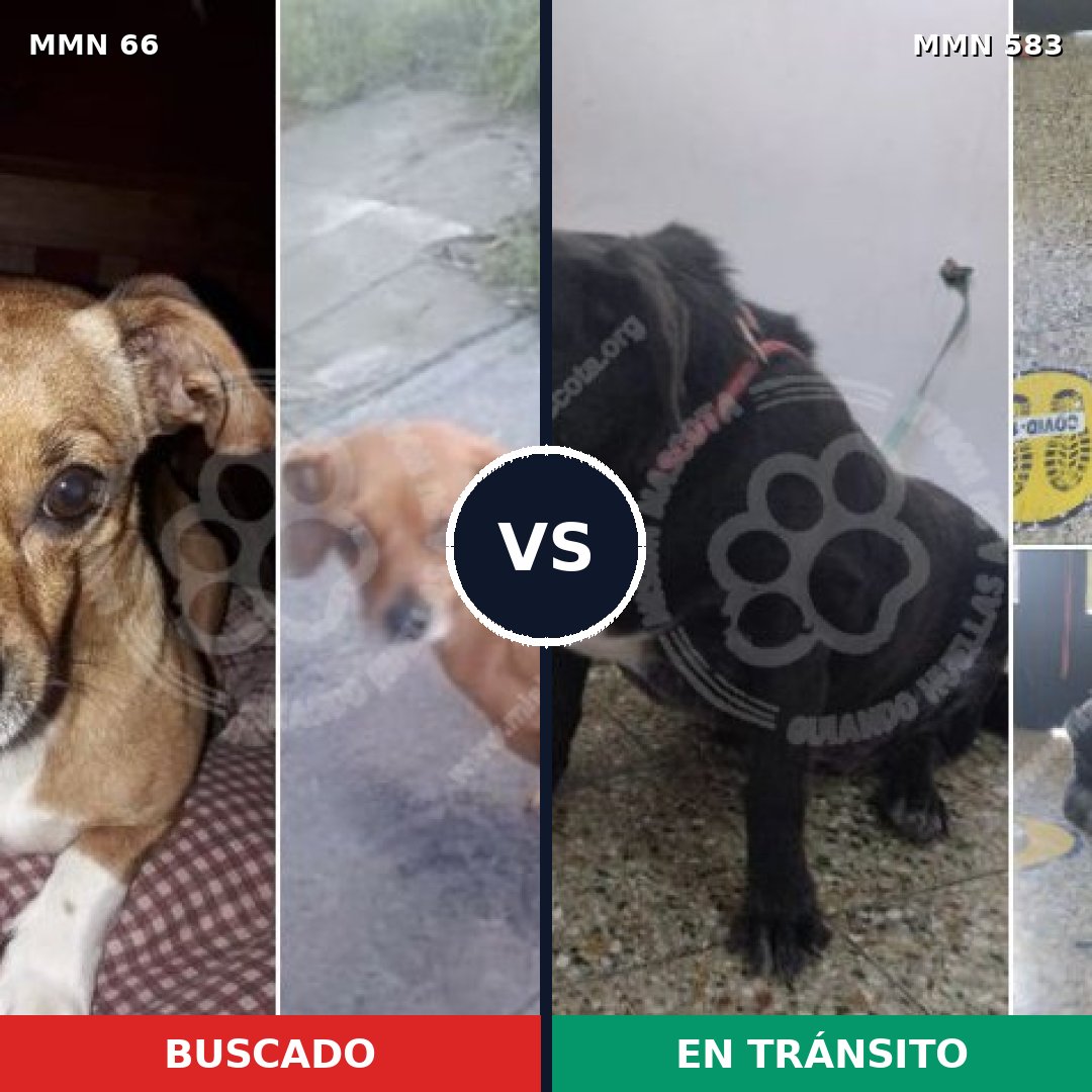 Comparativa MMS 2415: mascota perdida y mascota encontrada, 26% de similitud
