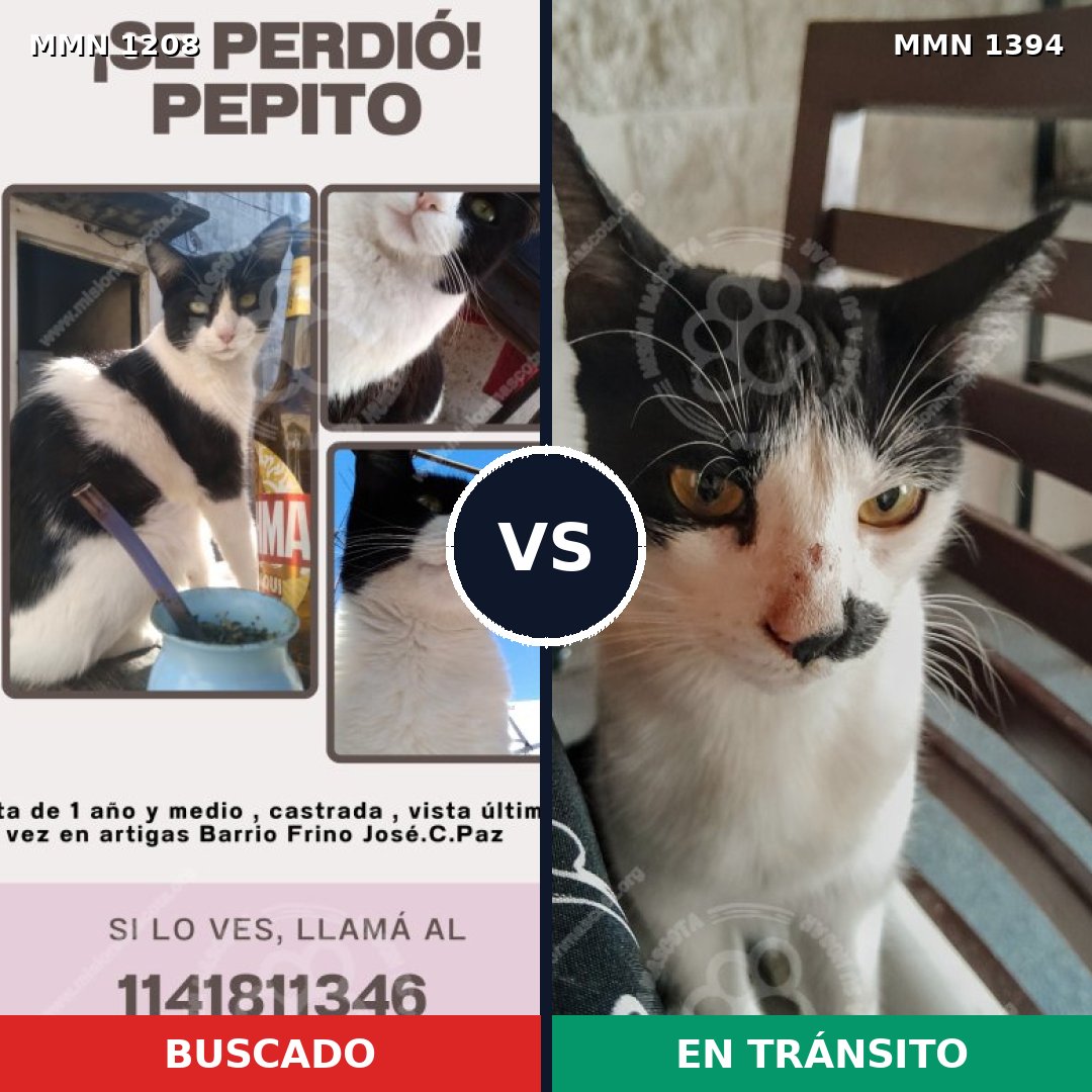 Comparativa MMS 24151: mascota perdida y mascota encontrada, 47% de similitud