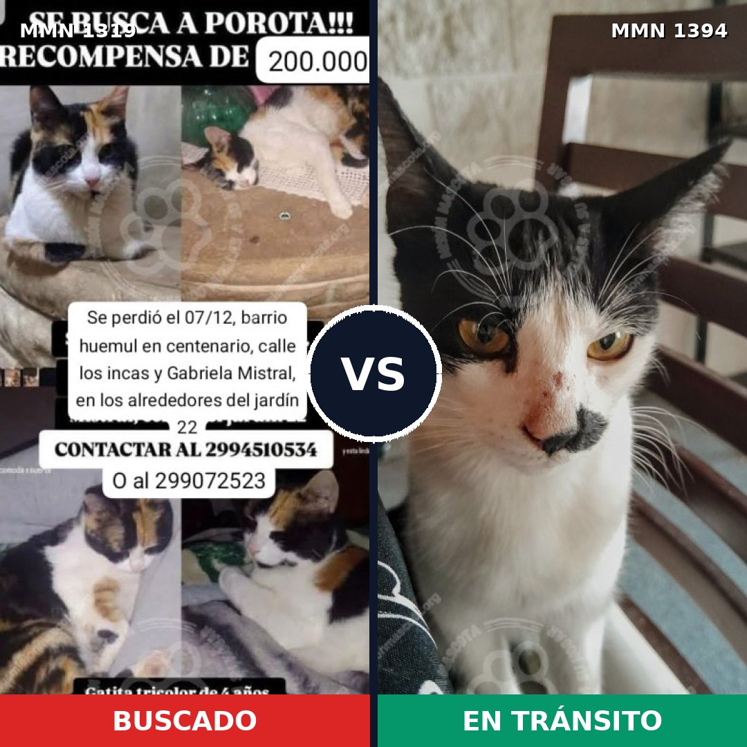 Comparativa MMS 24152: mascota perdida y mascota encontrada, 78% de similitud