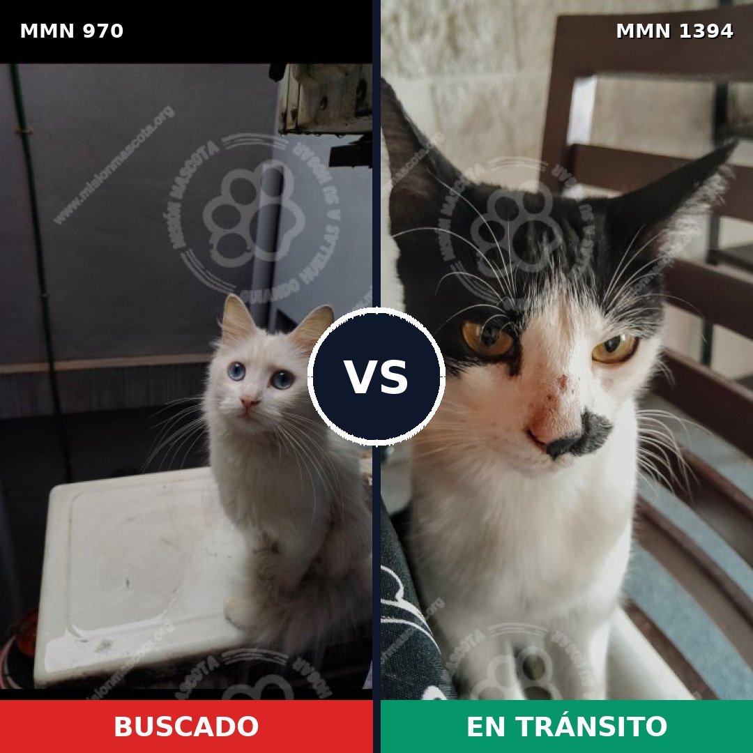 Comparativa MMS 24153: mascota perdida y mascota encontrada, 44% de similitud