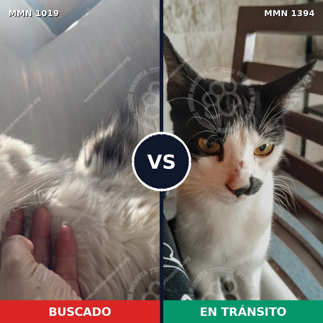 Comparativa MMS 24154: mascota perdida y mascota encontrada, 46% de similitud