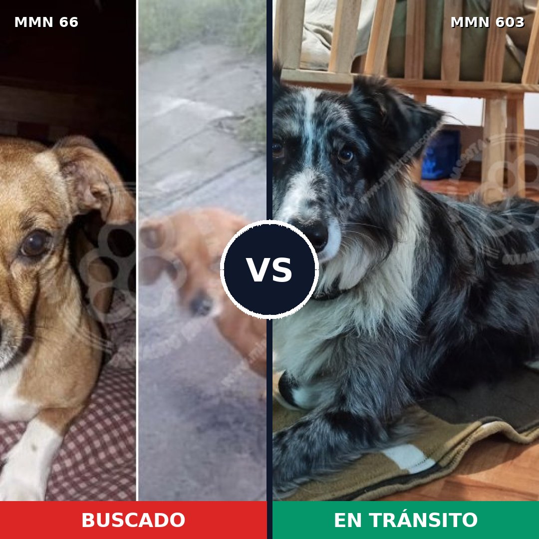 Comparativa MMS 2416: mascota perdida y mascota encontrada, 2% de similitud