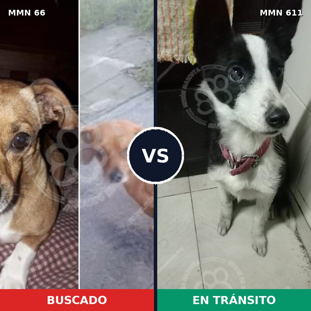 Comparativa MMS 2417: mascota perdida y mascota encontrada, 25% de similitud