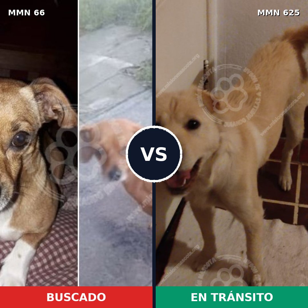 Comparativa MMS 2418: mascota perdida y mascota encontrada, 8% de similitud
