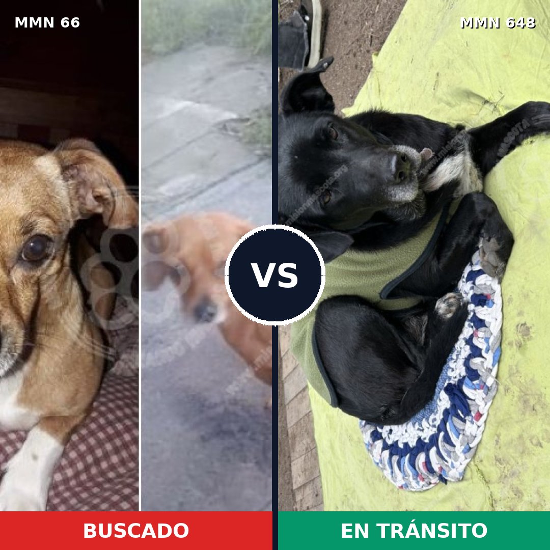 Comparativa MMS 2419: mascota perdida y mascota encontrada, 26% de similitud
