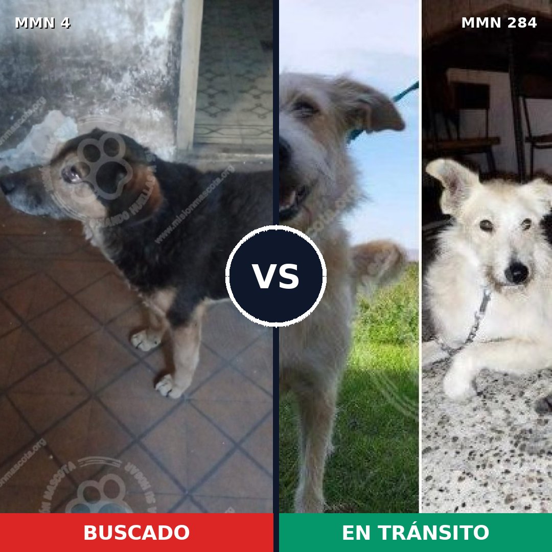 Comparativa MMS 242: mascota perdida y mascota encontrada, 79% de similitud