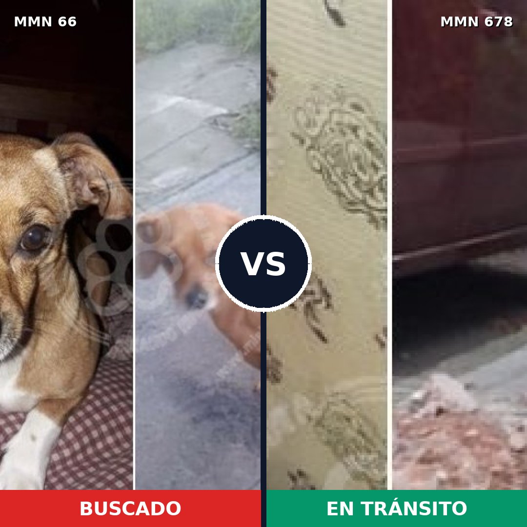 Comparativa MMS 2420: mascota perdida y mascota encontrada, 11% de similitud