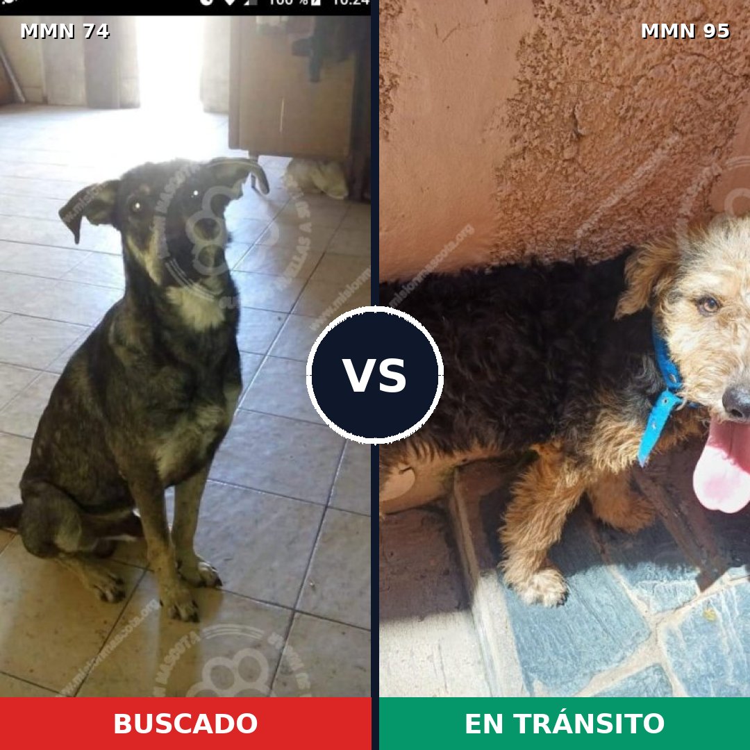 Comparativa MMS 2421: mascota perdida y mascota encontrada, 72% de similitud