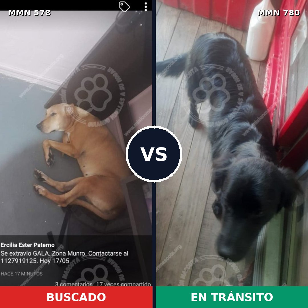 Comparativa MMS 24214: mascota perdida y mascota encontrada, 50% de similitud
