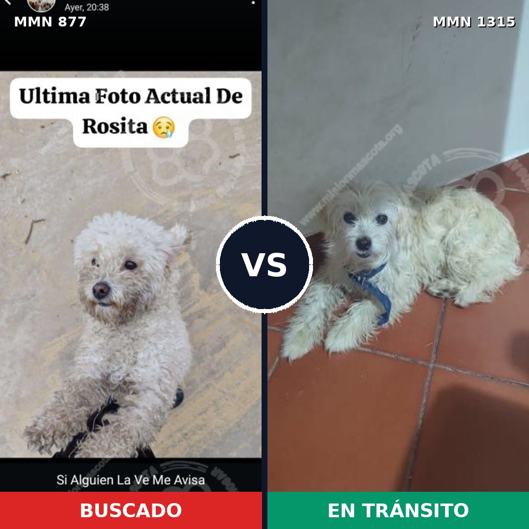 Comparativa MMS 24216: mascota perdida y mascota encontrada, 48% de similitud