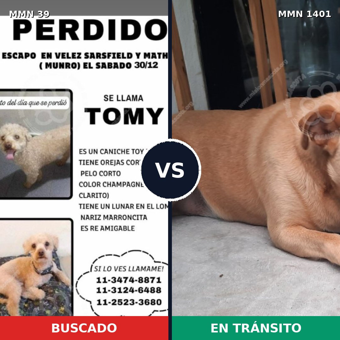 Comparativa MMS 24218: mascota perdida y mascota encontrada, 27% de similitud