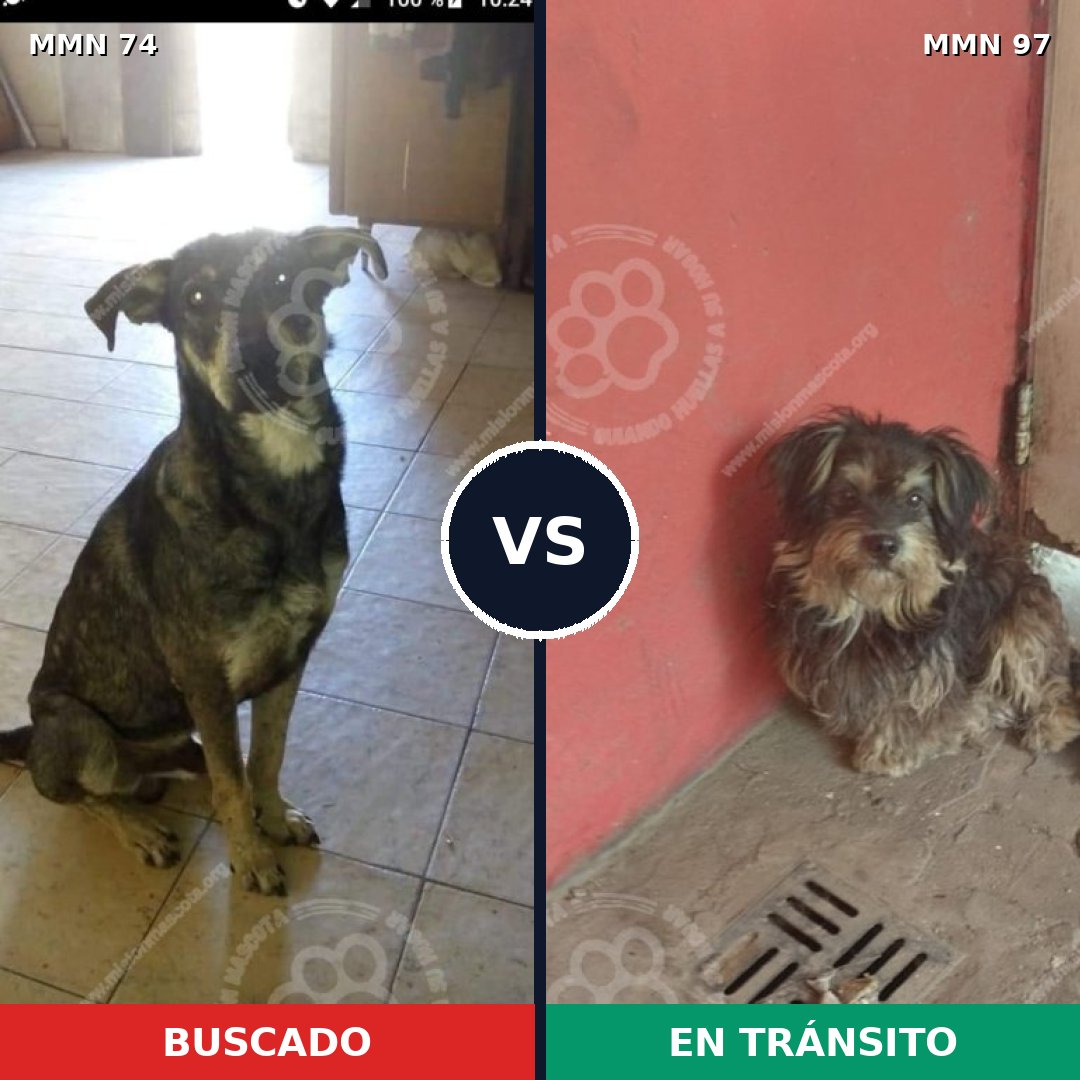 Comparativa MMS 2422: mascota perdida y mascota encontrada, 59% de similitud