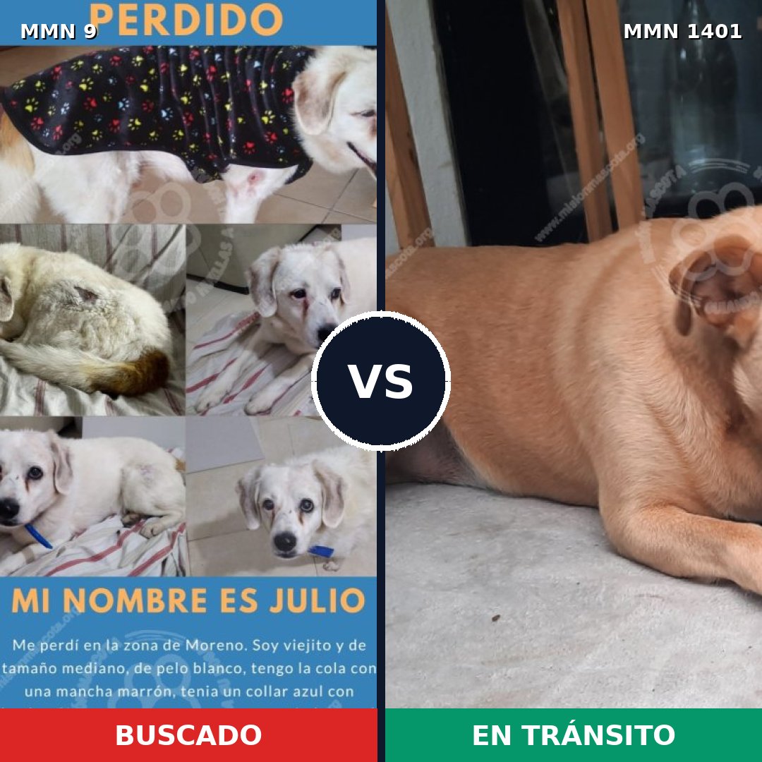 Comparativa MMS 24222: mascota perdida y mascota encontrada, 71% de similitud